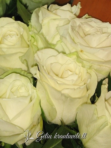 Baltos rožės „Delux“ 60-80cm.