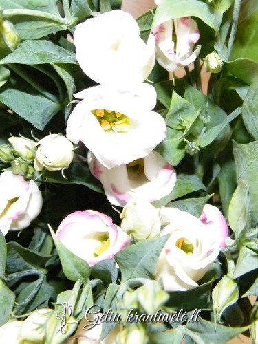 Eustomos nuotrauka 1