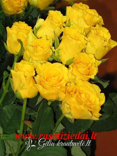 Geltonos rožės 50-70cm. nuotrauka 2