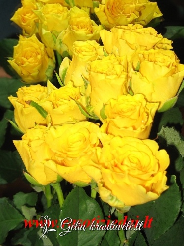 Geltonos rožės 50-70cm. nuotrauka 0