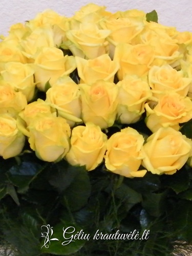 Geltonos rožės 50-70cm. nuotrauka 3