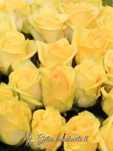 Geltonos rožės 50-70cm. nuotrauka 1