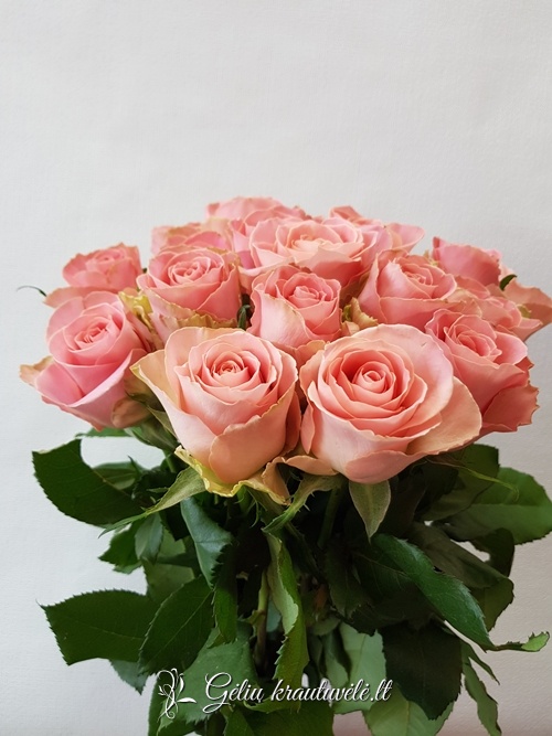 Rožinės rožės 50-70cm. nuotrauka 3