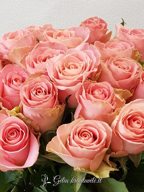 Rožinės rožės 50-70cm. nuotrauka 2