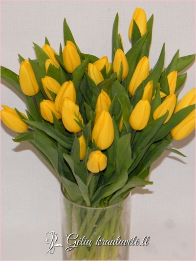 Geltonos tulpės