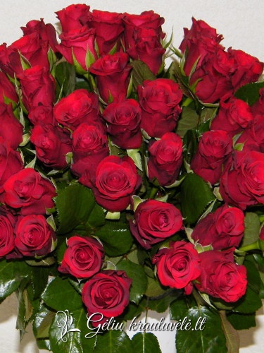 Raudonos rožės 40-60cm. nuotrauka 0